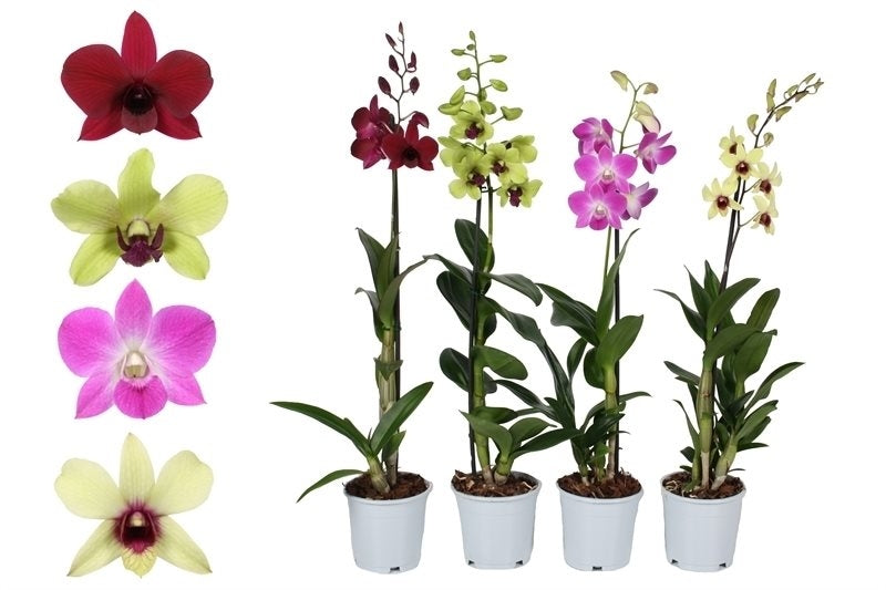 Orchid Dendrobium 1 Ast im weißen Kultivierungsglas