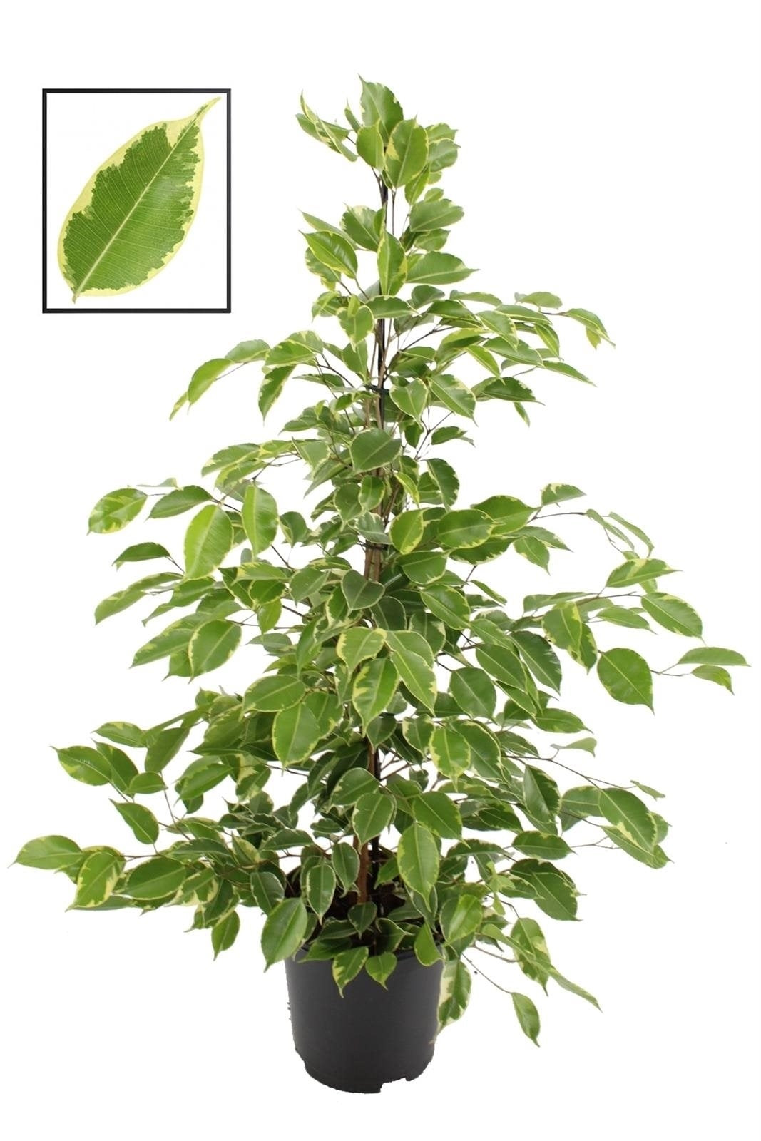Ficus Benjamina Bont im Kultivierer