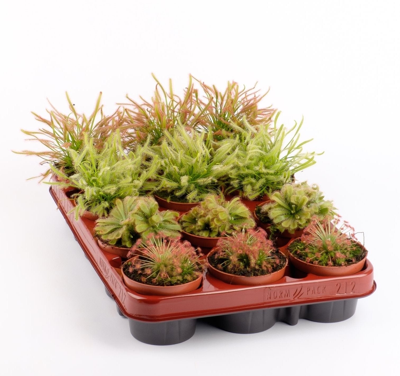 Fleischesser mischen Drosera