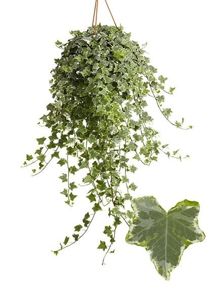 Hedera -Helix in einem hängenden Topf