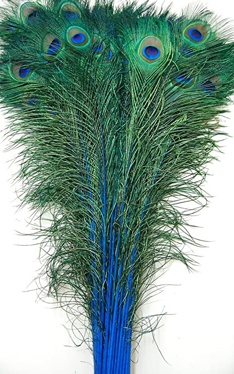 Pfauenfedern blau lang