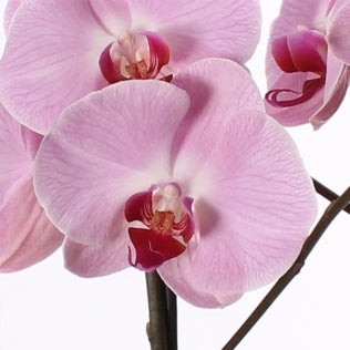 Phalaenopsis 2 Ast in Glasvase mit Silberfinish
