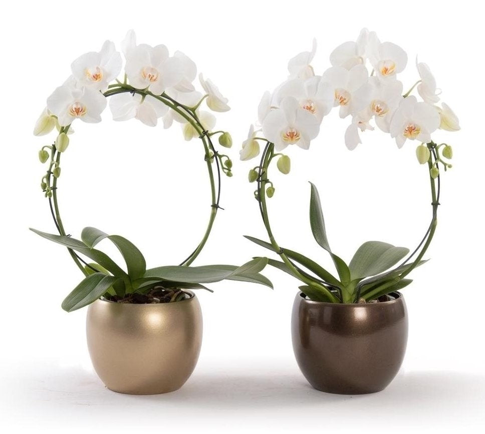 Phalaenopsis beugen weiß im Keramik -Glühbirnen -Topf