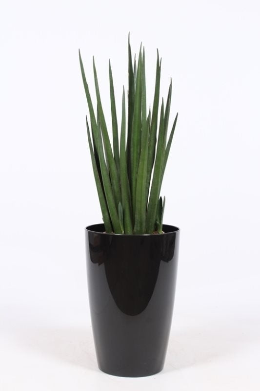 Sansevieria Katana in einem hohen Plastiktopf