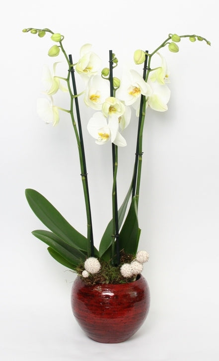 Phalaenopsis Orchidee weiße 3 Zweige in Keramikstanrot