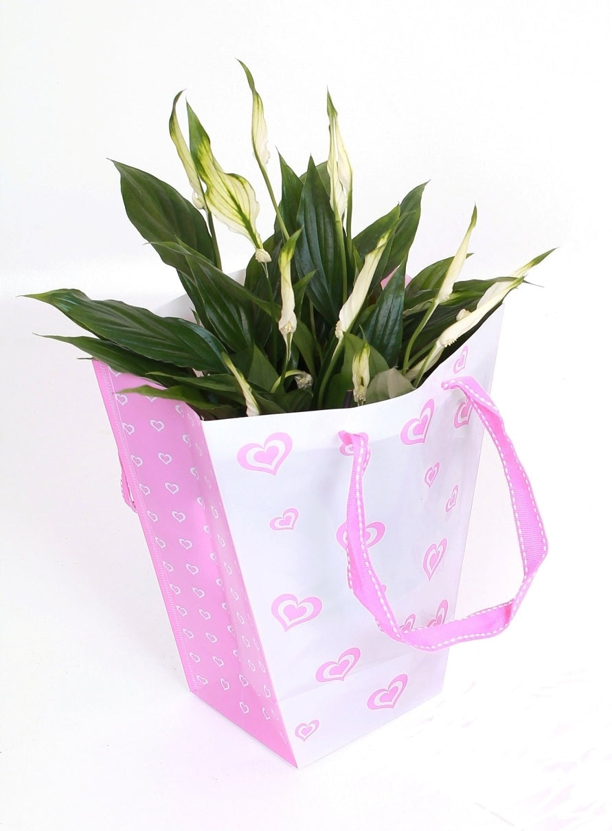 Spathiphyllum in einer süßen Liebesbeutel