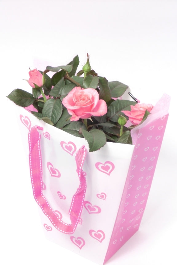 Potroos im Herzsack mit rosa Tuch