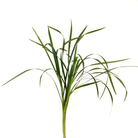 Bos Lily Gras