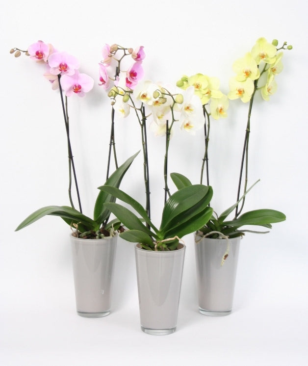Phalaenopsis Orchid 2 Zweige in einem hohen Taupe -Glasspot