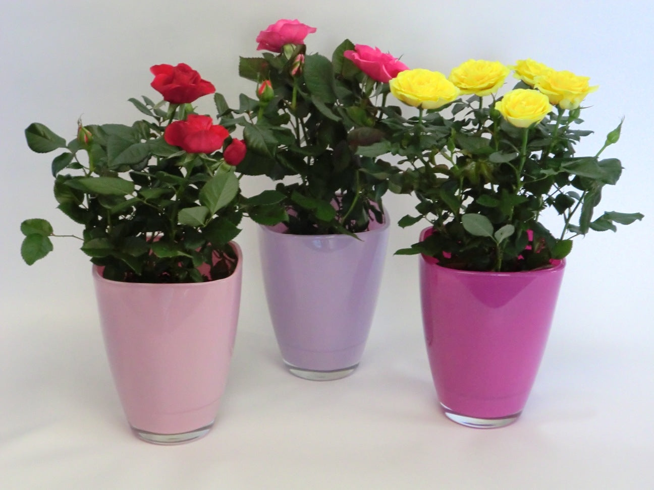 Potroos in rosa Tonnen Glass Pot