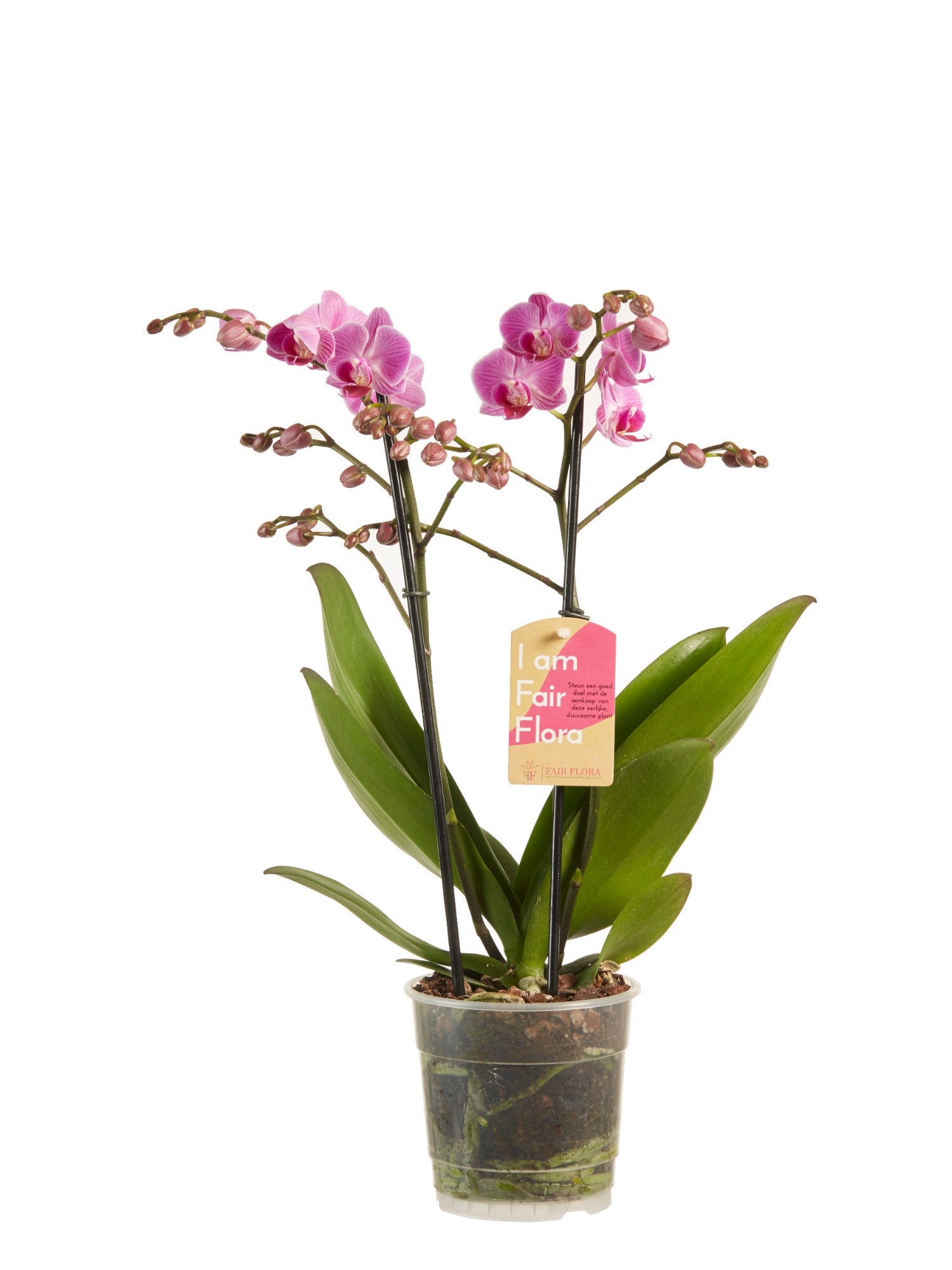Phalaenopsis Orchidee Multiflora lila