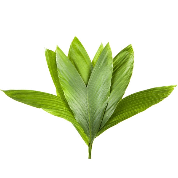 5 Cocus nucifera