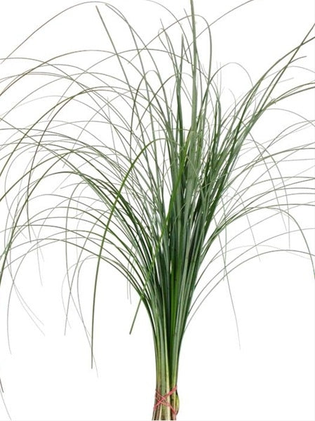 Bos Beargrass Green