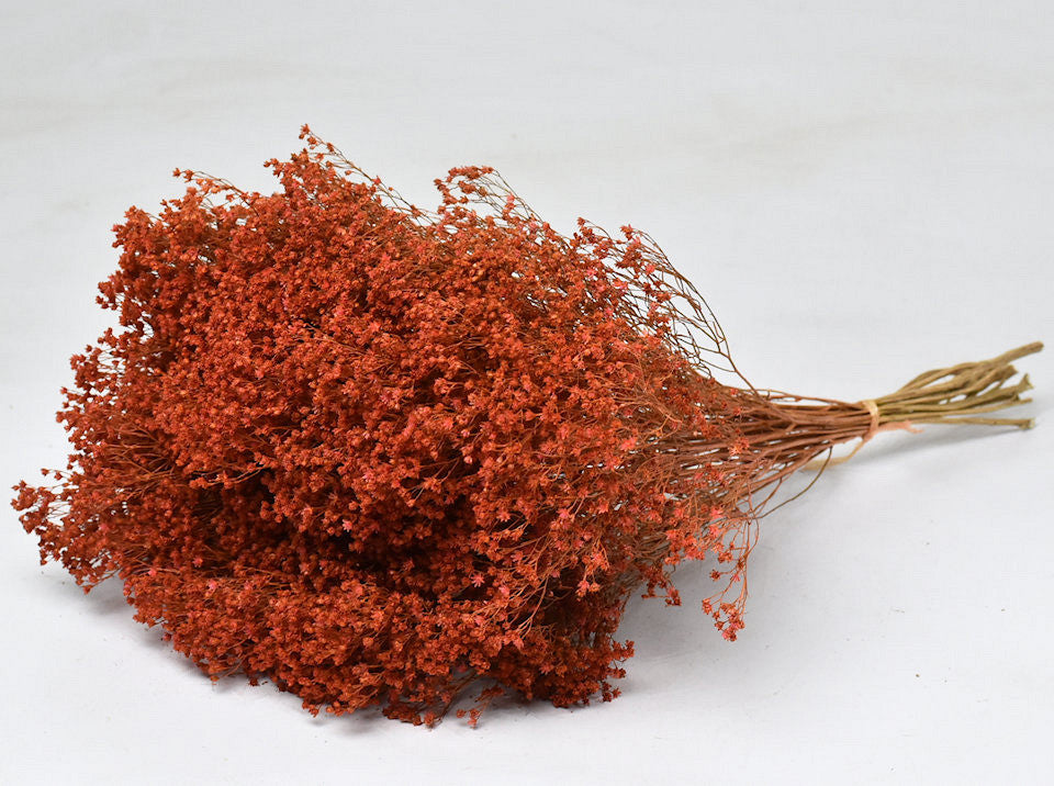 Getrockneter Besen Bloom Oranje