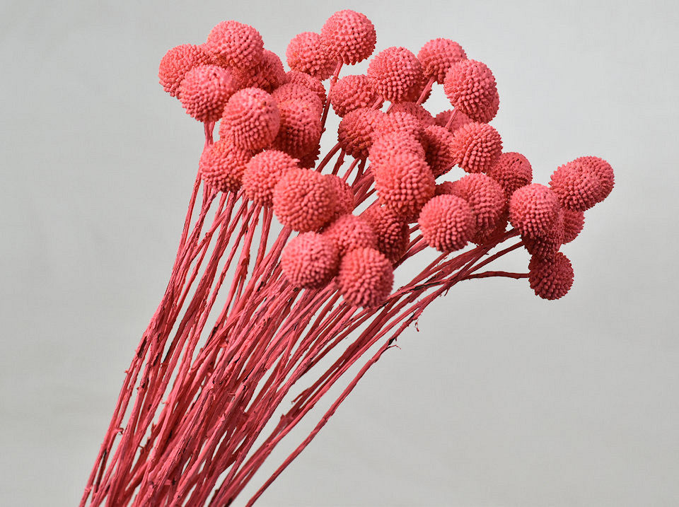 Craspedia coral rot