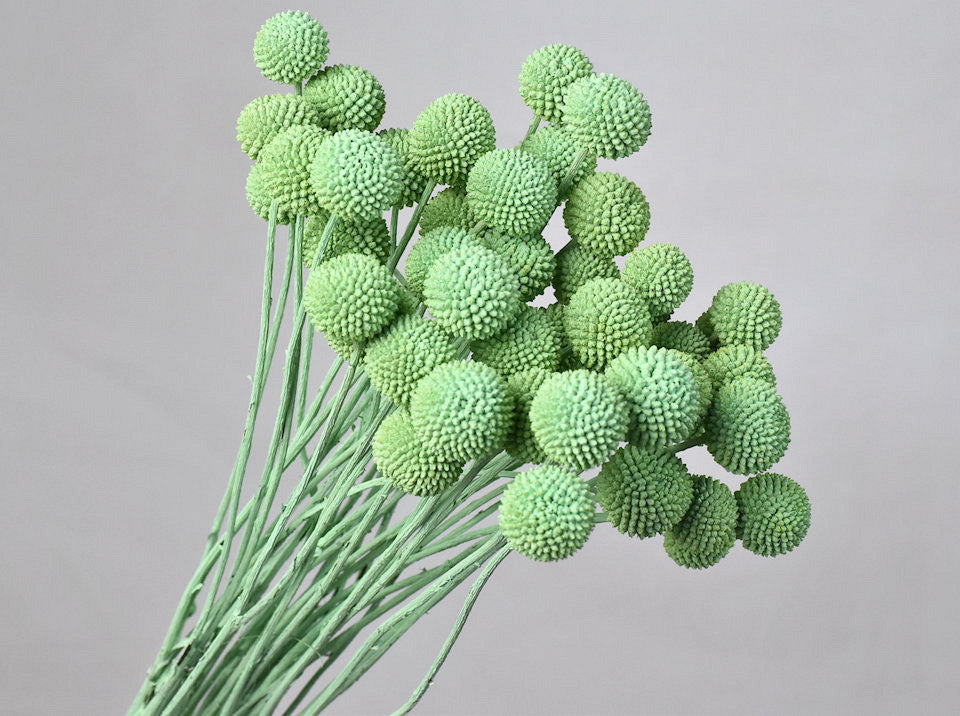 CRASPEDIA MINT GREEN getrocknet (Billy Button)