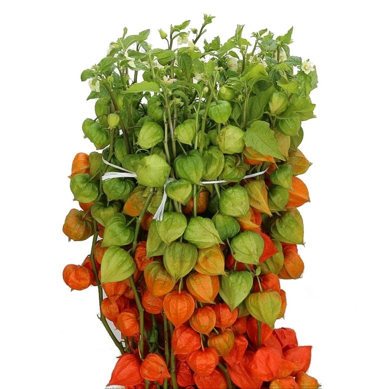 10 Physalis Lampionzweige