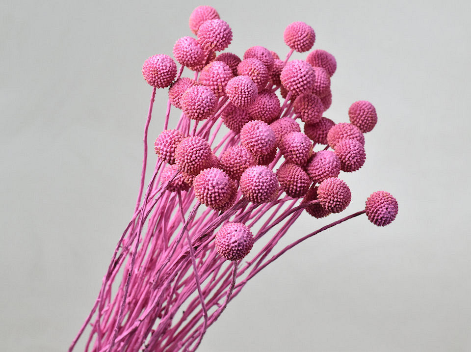 CRASPedia getrocknetes Rosa (Billy Button)