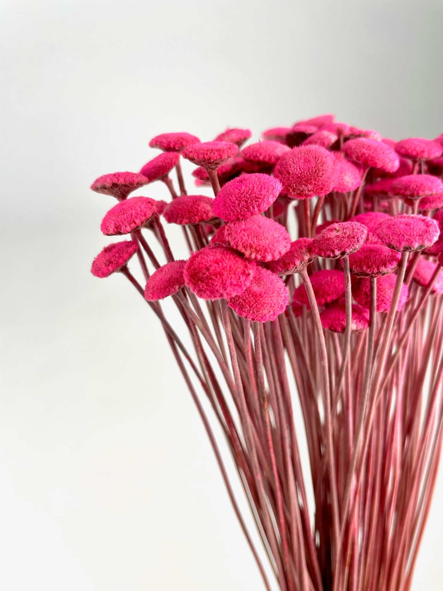 Botton Botao Pink getrocknet
