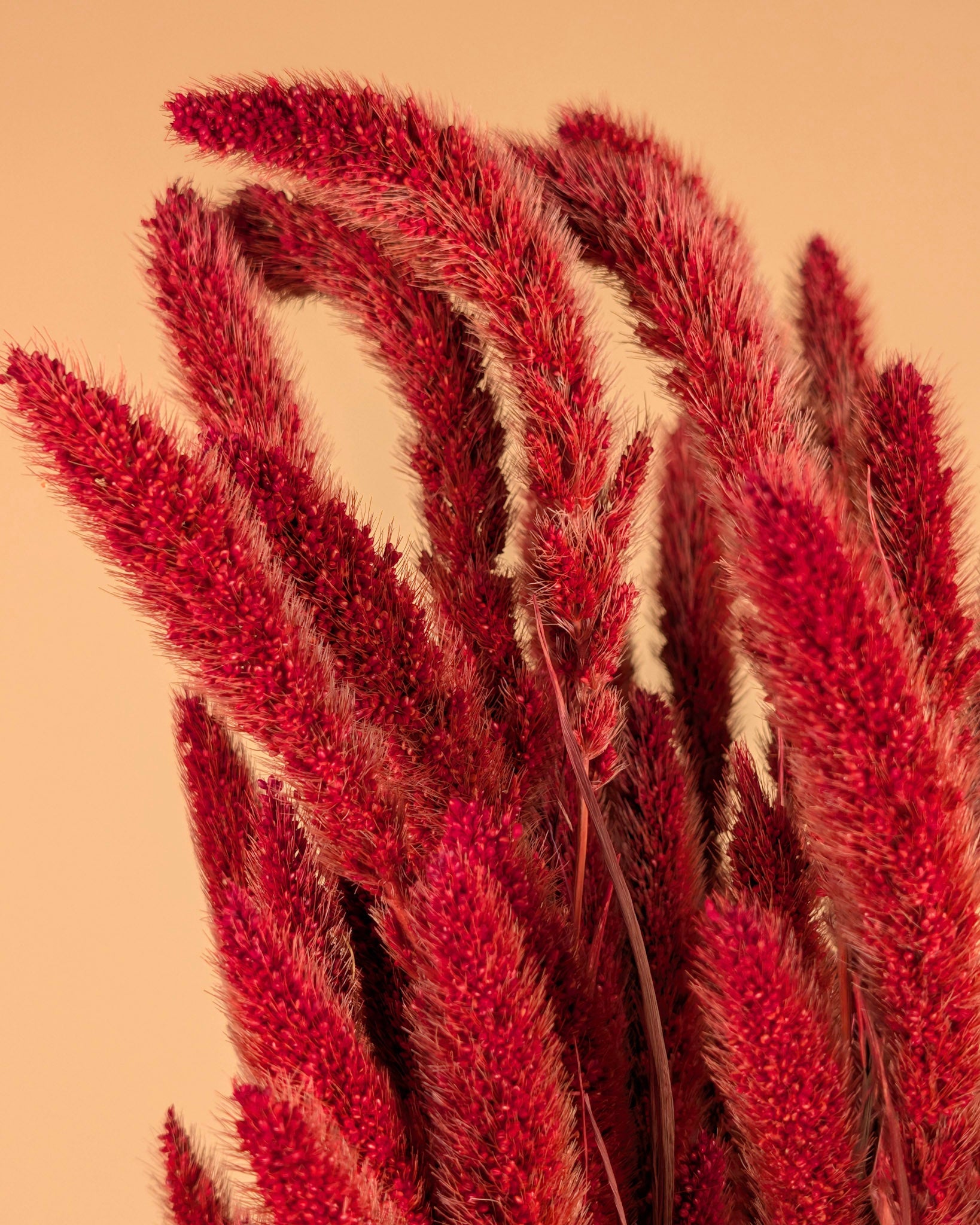 Getrocknete Setaria rot