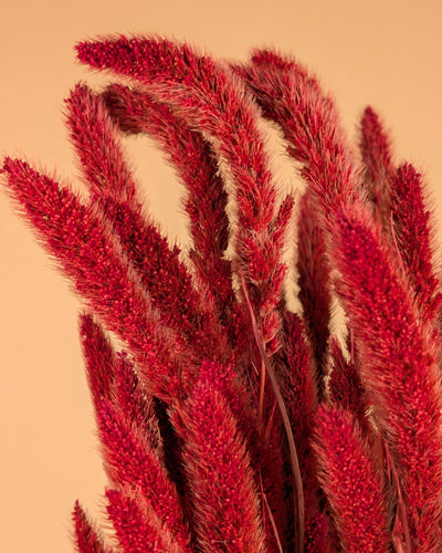 Getrocknete Setaria rot