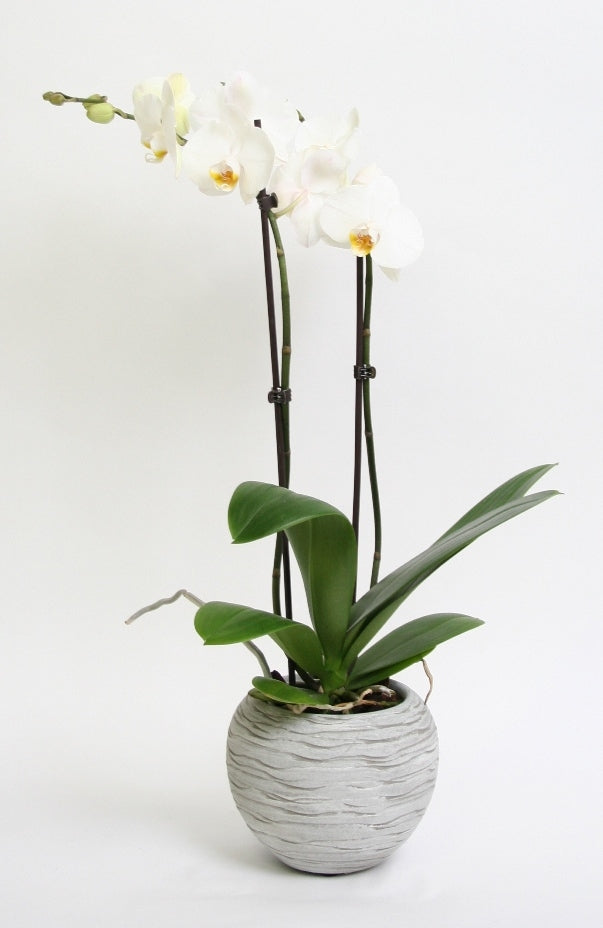 Phalaenopsis Orchid 2 Zweige im Keramik -Sudan Gray