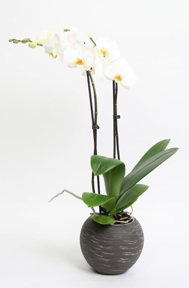 Phalaenopsis Orchid 2 Zweige in Keramik -Sudan dunkelgrau