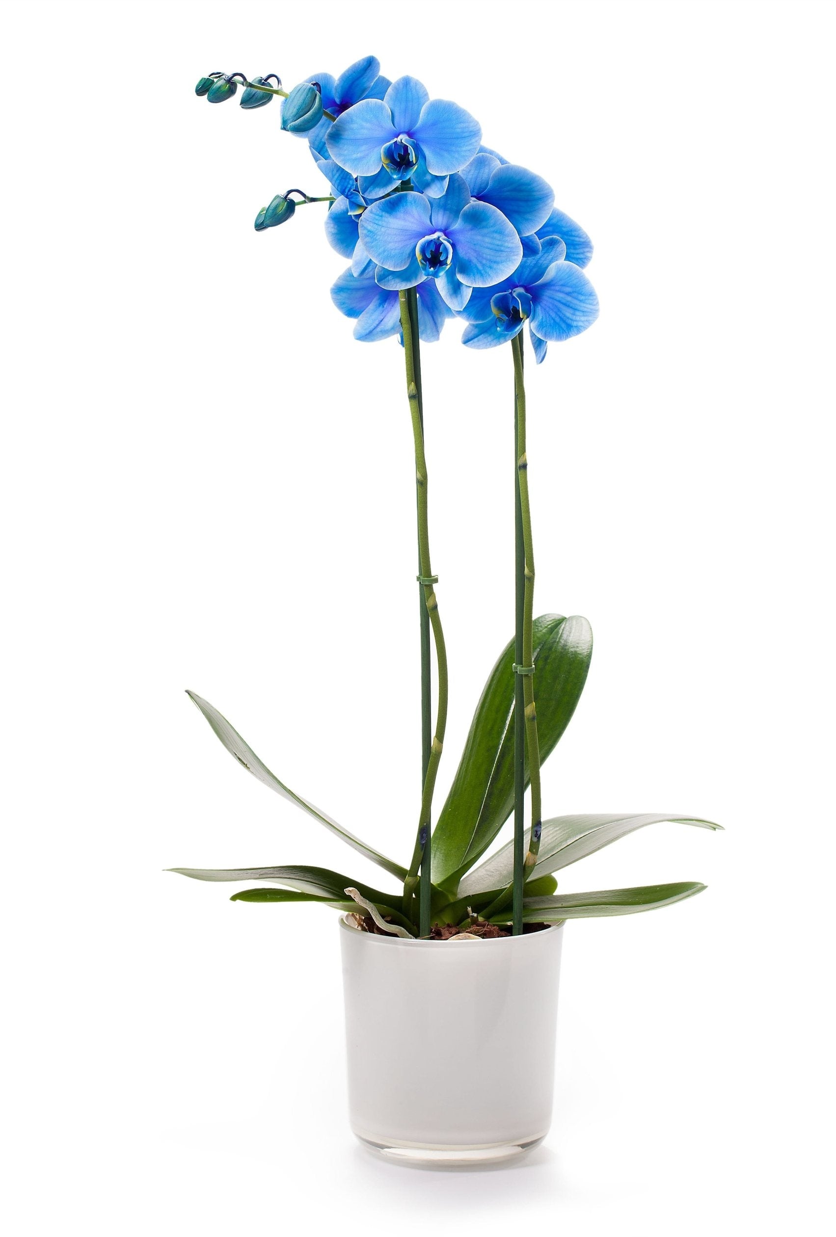 Phalaenopsis Orchid Blue 2 Zweige in einem weißen Glasfleck