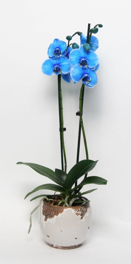 Phalaenopsis 2 Zweige blau in Keramik Old Look gemalt