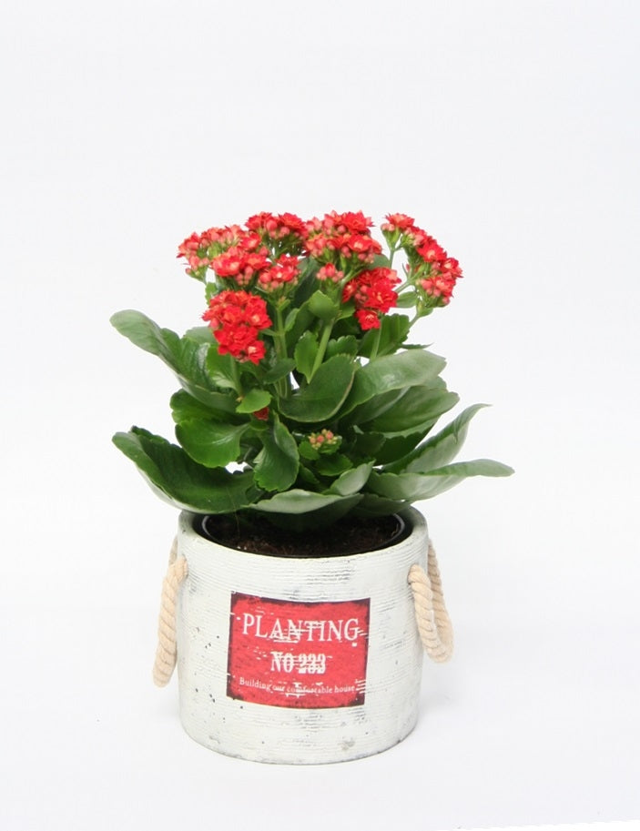 Kalanchoe im Keramik -Topf rot pflanzt