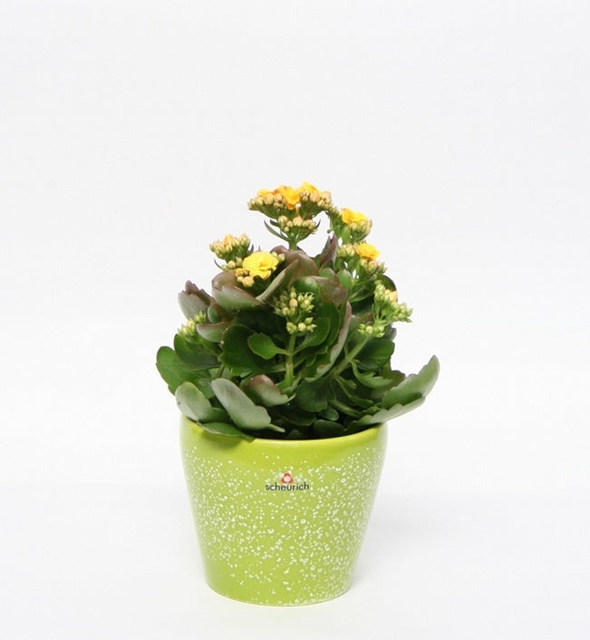 Kalanchoe in einem Keramik -Topf mit Tulipa -Pastell mit Punkten