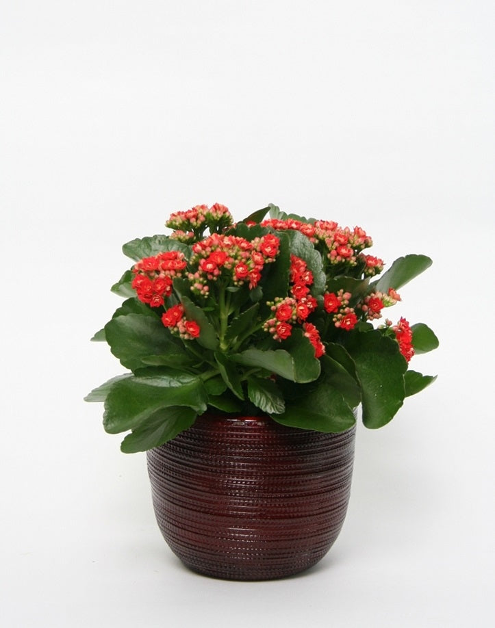 Kalanchoe im Keramik -Topf Cabo Red