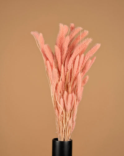 Getrocknete Setaria hellrosa