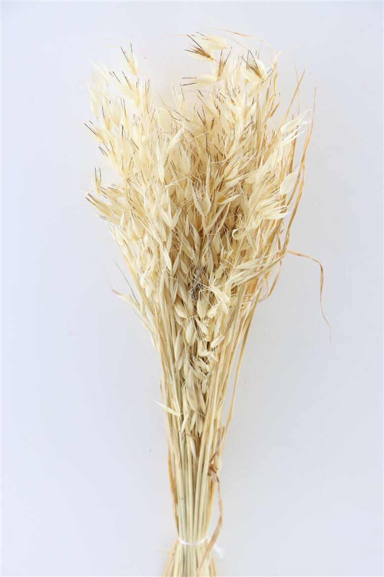 Getrockneter Hafer (Avena) Wild Naturel