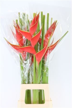 Heliconia pro 3 Stücke in 3 Farben erhältlich