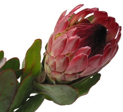 Proteasblüten mit Stahl lang