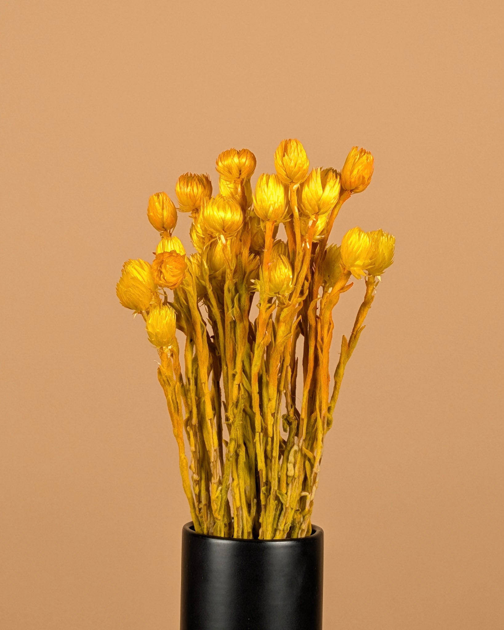 Helichrysum vestitum gelb