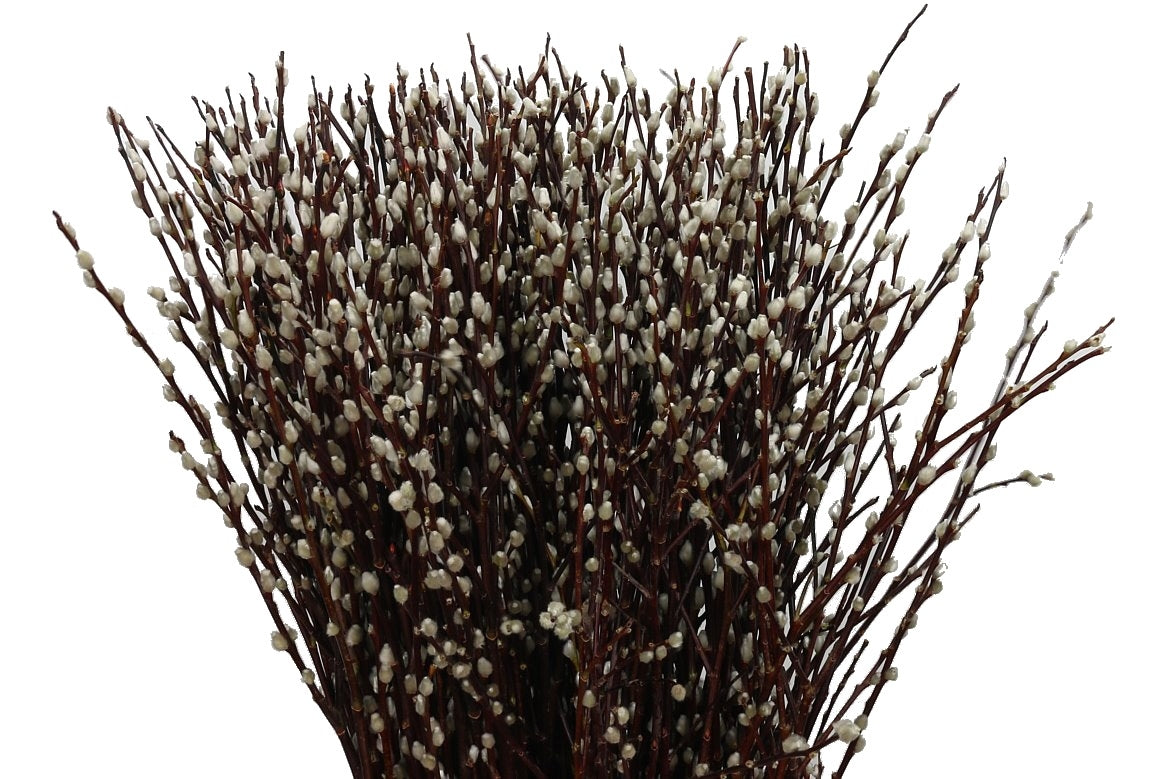 Katzenzweige (Salix) lang pro 20 Zweige