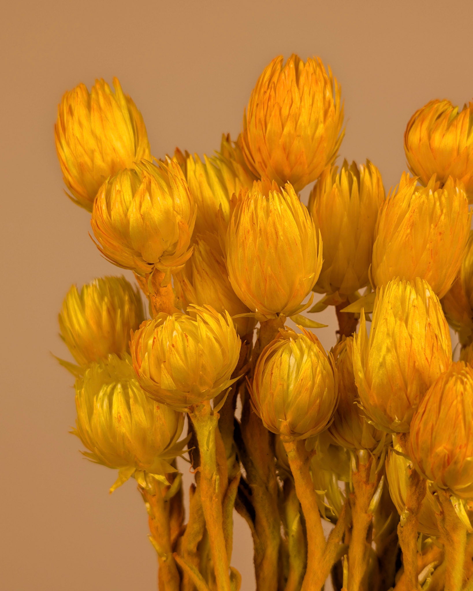 Helichrysum vestitum gelb