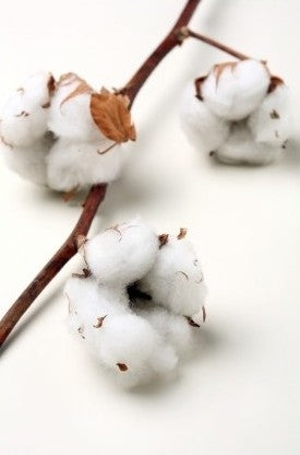 Baumwollzweige (Gossypium) mit 6 Kugeln pro Zweig