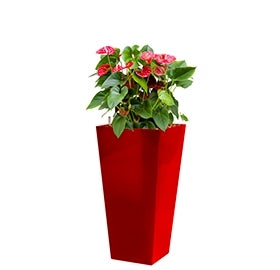 Anthurium Sierra in einem Plastik -Pflanzer -Läufer