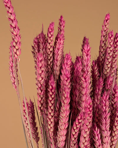 Getrockneter Weizen dunkelrosa (Triticum)
