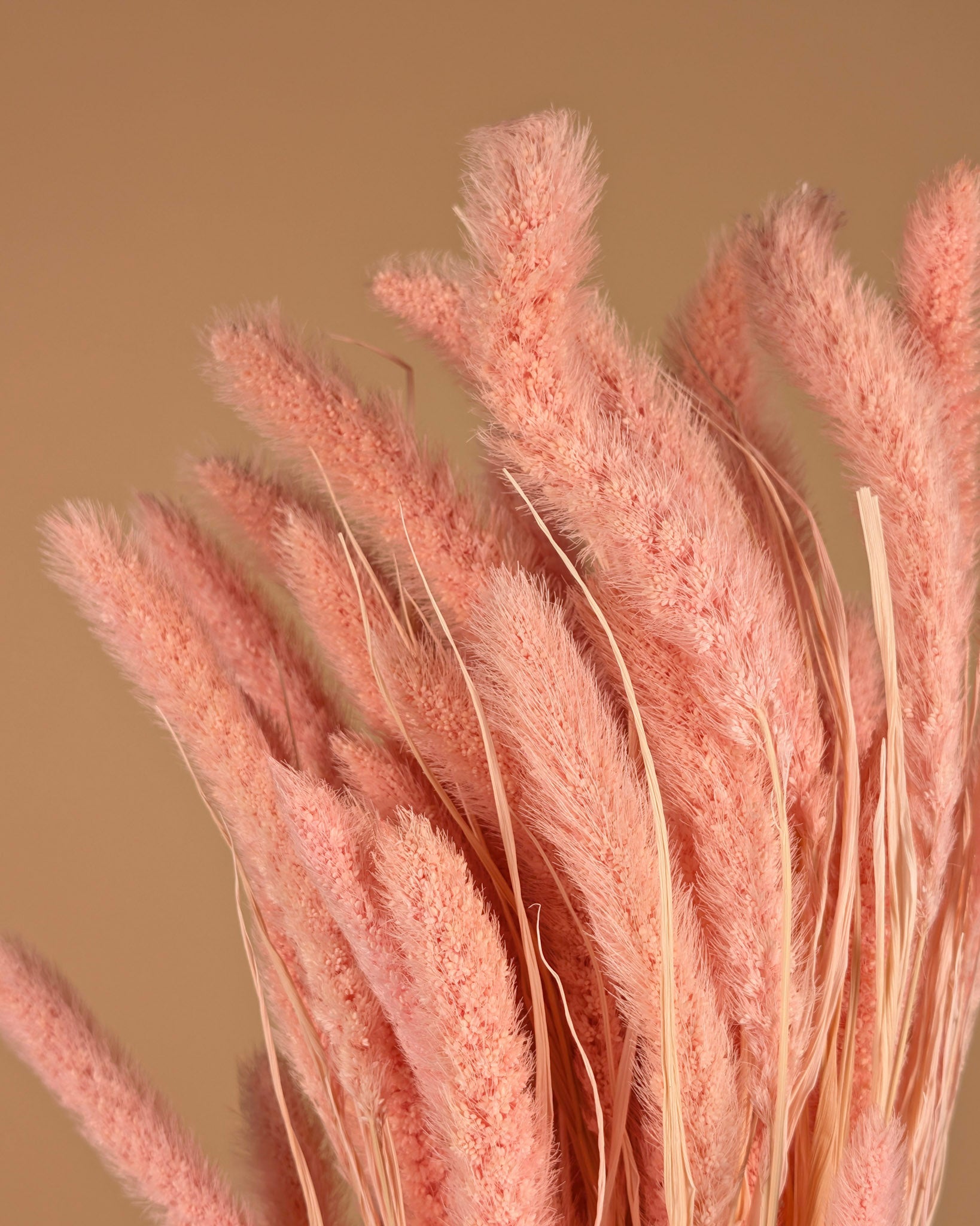 Getrocknete Setaria hellrosa