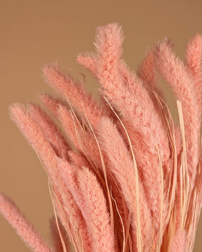 Getrocknete Setaria hellrosa