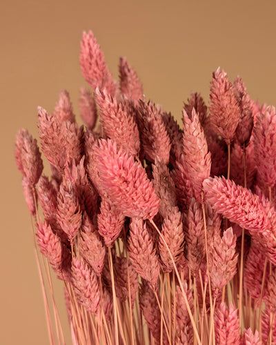 Getrocknete Phalararis hellrosa (Kanariegras)