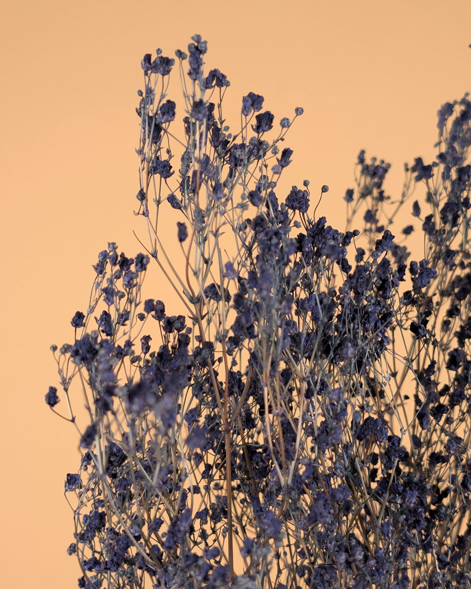Gips Crain (Gypsophilie) blau getrocknet