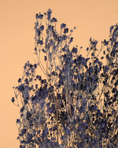 Gips Crain (Gypsophilie) blau getrocknet