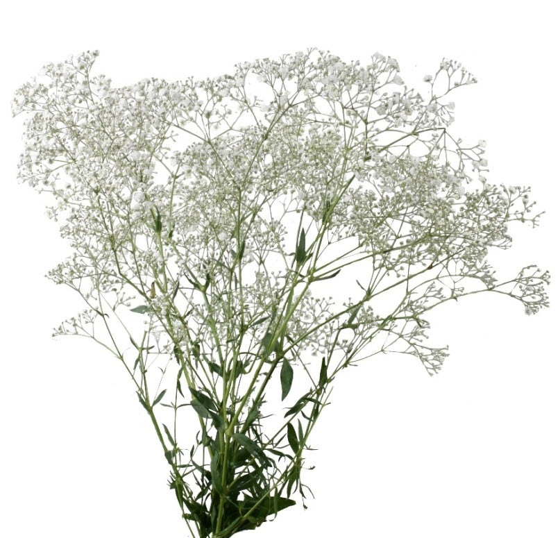 5 Gypsophila weiß