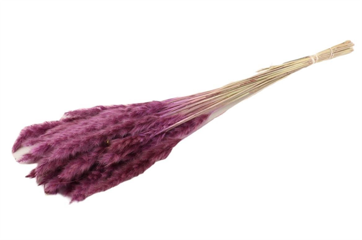 Flauschige Pampas (Miscanthus) Pluim Milka