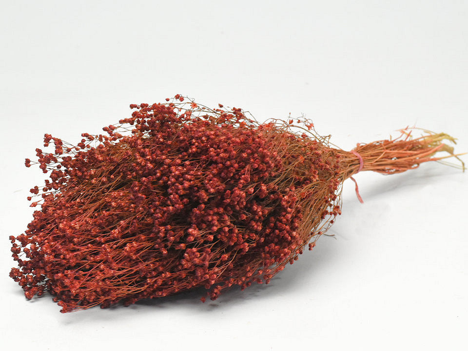 Besenblüte rost rot 50 cm